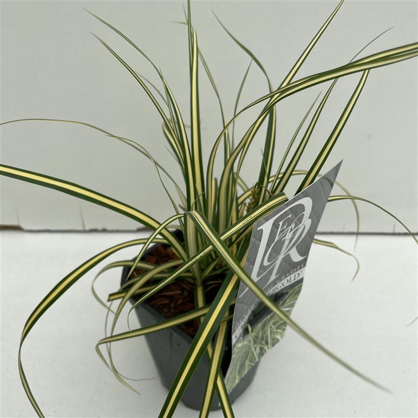 Carex oshim. 'Evergold' - C1